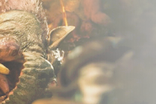 我演奏了Monster Hunter Wilds的最终预览版本，而我猎捕的2个野兽是最好的绝对怪胎